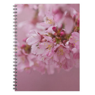 Sakura Kirschblüten Blasse rosa Reflexionen Notizblock