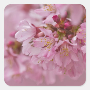 Sakura Kirschblüten Blasse rosa Reflexionen Quadratischer Aufkleber