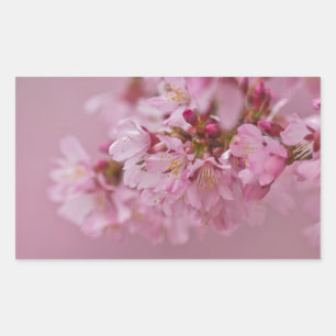 Sakura Kirschblüten Blasse rosa Reflexionen Rechteckiger Aufkleber