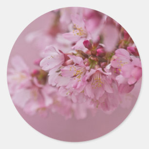 Sakura Kirschblüten Blasse rosa Reflexionen Runder Aufkleber
