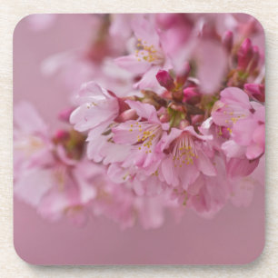 Sakura Kirschblüten Blasse rosa Reflexionen Untersetzer