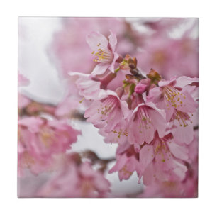 Sakura Kirschblüten Blassrosa Fliese