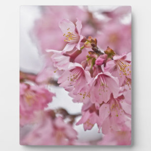 Sakura Kirschblüten Blassrosa Fotoplatte