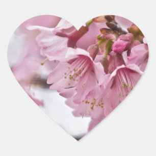 Sakura Kirschblüten Blassrosa Herz-Aufkleber
