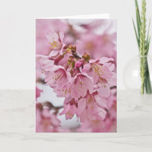 Sakura Kirschblüten Blassrosa Karte