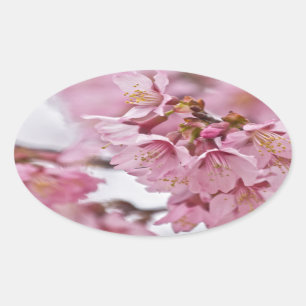 Sakura Kirschblüten Blassrosa Ovaler Aufkleber