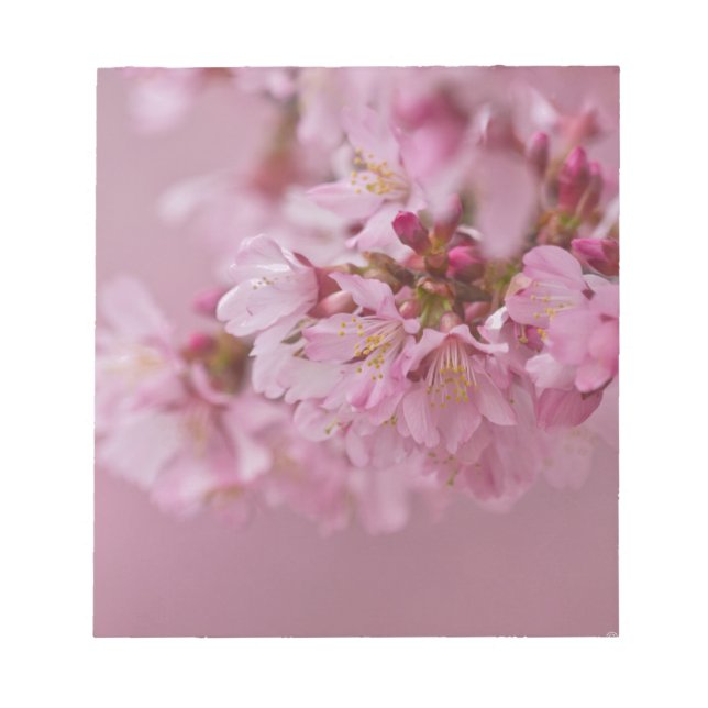Sakura Kirschblüten Blassrosa Reflektionen Notizblock (Vorderseite)