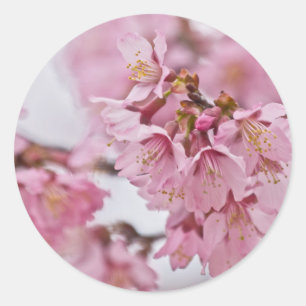 Sakura Kirschblüten Blassrosa Runder Aufkleber