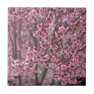 Sakura Kirschblüten Fließendes Rosa Fliese