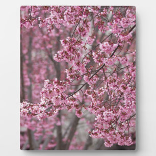 Sakura Kirschblüten Fließendes Rosa Fotoplatte