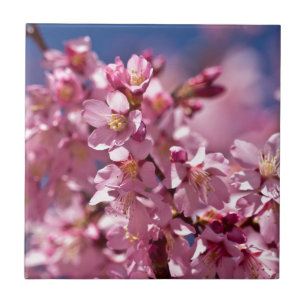 Sakura-Kirschblüten geküsst von Sonnenlicht Fliese