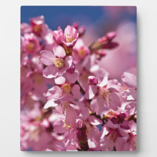 Sakura-Kirschblüten geküsst von Sonnenlicht Fotoplatte
