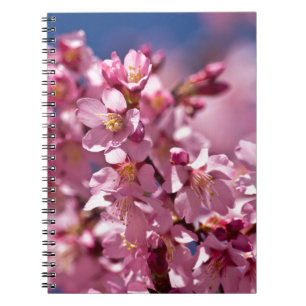 Sakura-Kirschblüten geküsst von Sonnenlicht Notizblock