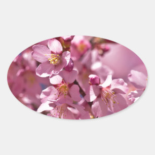 Sakura-Kirschblüten geküsst von Sonnenlicht Ovaler Aufkleber