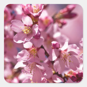 Sakura-Kirschblüten geküsst von Sonnenlicht Quadratischer Aufkleber
