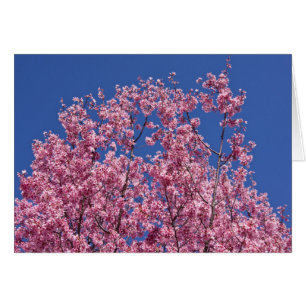 Sakura Kirschblüten im Blauen