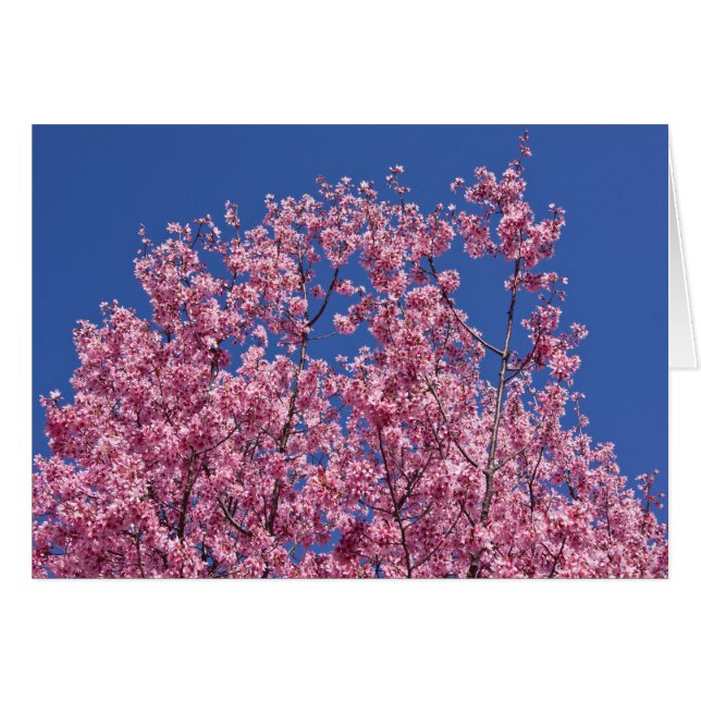 Sakura Kirschblüten im Blauen (Vorderseite (Horizontal))