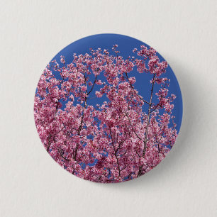 Sakura Kirschblüten im Blauen Button
