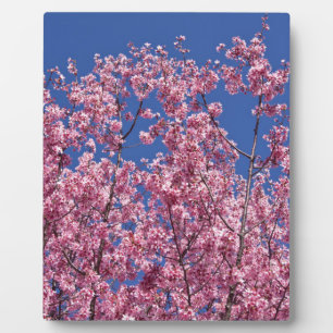Sakura Kirschblüten im Blauen Fotoplatte