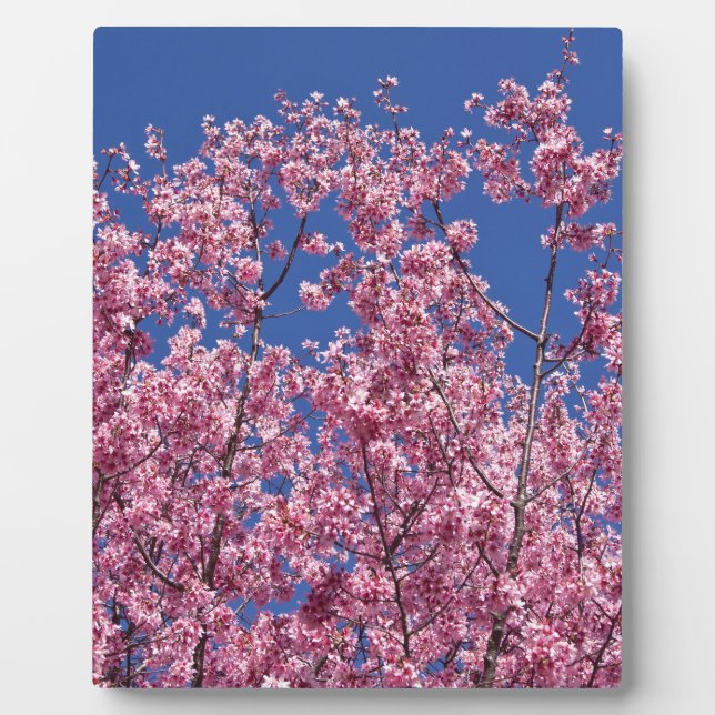 Sakura Kirschblüten im Blauen Fotoplatte (Vorderseite)