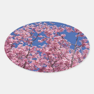 Sakura Kirschblüten im Blauen Ovaler Aufkleber