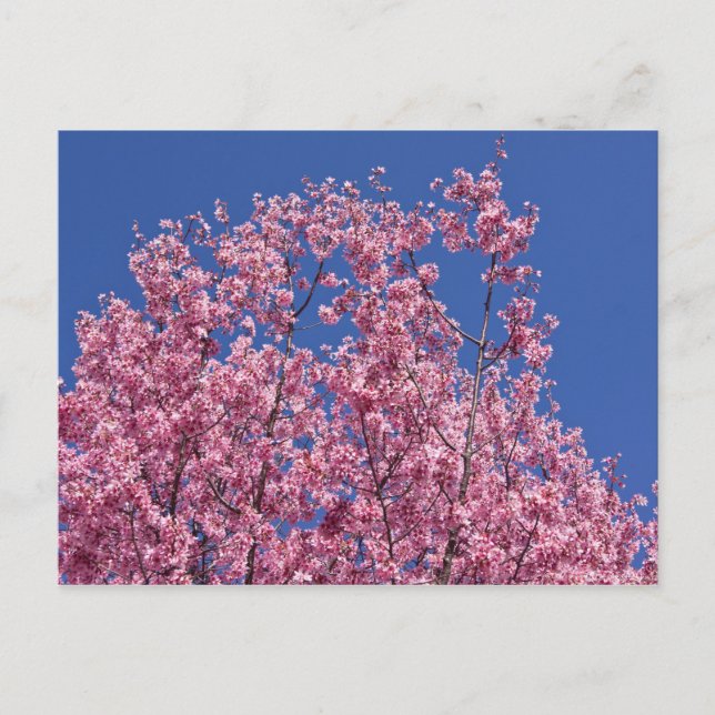 Sakura Kirschblüten im Blauen Postkarte (Vorderseite)