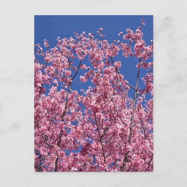 Sakura Kirschblüten im Blauen Postkarte (Vorderseite)
