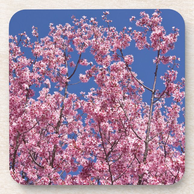 Sakura Kirschblüten im Blauen Untersetzer (Vorderseite)
