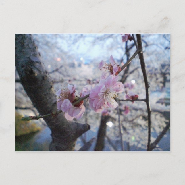 Sakura - Kirschblüten im Kajo Park Postkarte (Vorderseite)