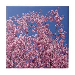 Sakura Kirschblüten in das Blau Fliese
