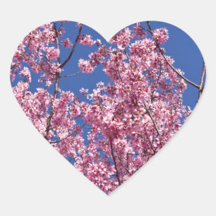 Sakura Kirschblüten in das Blau Herz-Aufkleber