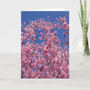 Sakura Kirschblüten in das Blau Karte