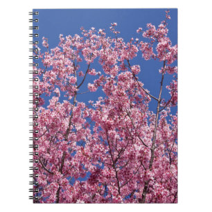 Sakura Kirschblüten in das Blau Notizblock