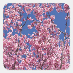 Sakura Kirschblüten in das Blau Quadratischer Aufkleber