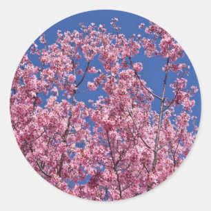 Sakura Kirschblüten in das Blau Runder Aufkleber