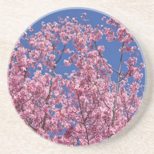 Sakura Kirschblüten in das Blau Untersetzer