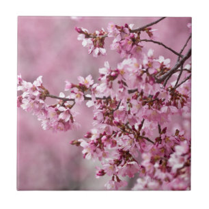 Sakura Kirschblüten Pastellrosa Schichten Fliese