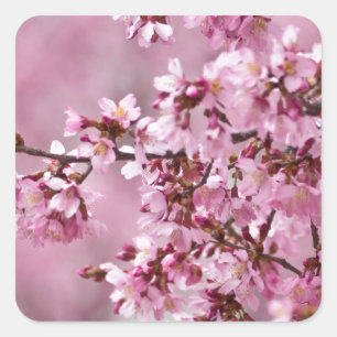 Sakura Kirschblüten Pastellrosa Schichten Quadratischer Aufkleber