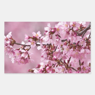 Sakura Kirschblüten Pastellrosa Schichten Rechteckiger Aufkleber