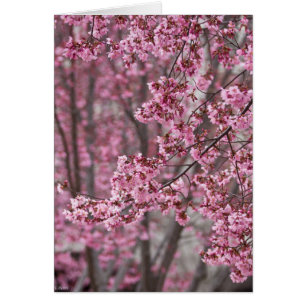 Sakura Kirschblüten pink