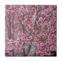 Sakura Kirschblüten pink Fliese