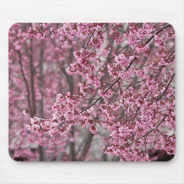 Sakura Kirschblüten pink Mousepad (Vorne)