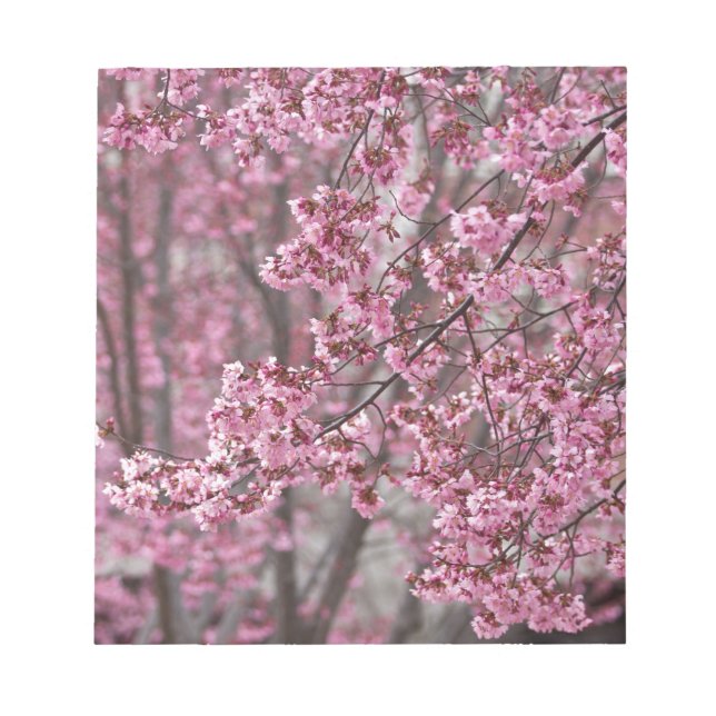 Sakura Kirschblüten pink Notizblock (Vorderseite)
