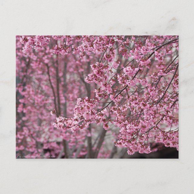 Sakura Kirschblüten pink Postkarte (Vorderseite)