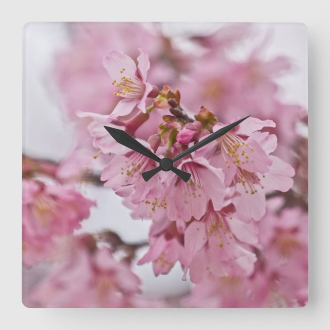 Sakura Kirschblüten Pink Quadratische Wanduhr (Vorderseite)