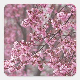 Sakura Kirschblüten pink Quadratischer Aufkleber