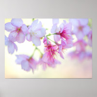 Sakura Kirschblüten Rosa und Weiße Blüte