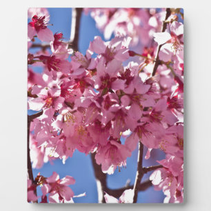 Sakura Kirschblüten Rote Sterne Fotoplatte