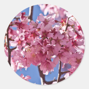 Sakura Kirschblüten Rote Sterne Runder Aufkleber