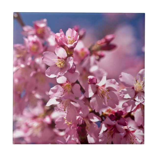 Sakura Kirschblüten von Sonnenlicht geküsst Fliese (Vorderseite)